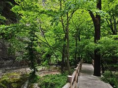-牛背梁国家森林公园