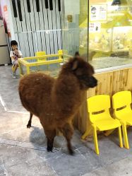 -神奇动物撸宠馆·羊驼·小浣熊·异宠(豫园店)