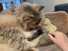 -滚猫咖啡·猫咖·猫友好撸猫(未来城店)