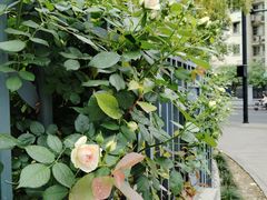 -杭州观成实验学校