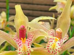 -中国科学院华南植物园