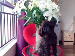 -小叮当动物医院·骨科·眼科