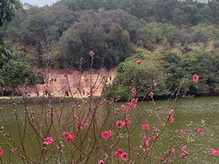 -南国桃园旅游度假区