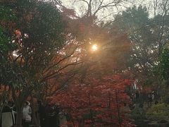 -秋霞圃