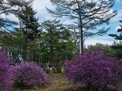 -黑龙江省森林植物园