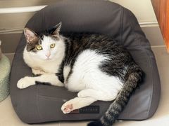 -中农国际动物医院24小时·猫科·骨科·急重症中心