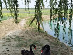 -天津东丽湖风景区