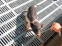 -北京鹿世界主题园