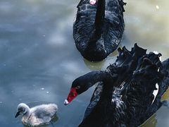 -南沙水鸟世界生态园