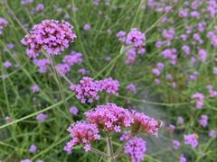 -紫颐香薰山谷景区