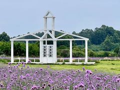 -空港花田景区