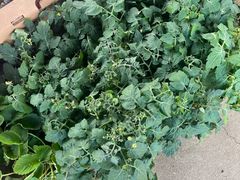 -龙大花卉苗木市场