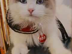 -喵喵咪呀布偶猫咖(春熙路店)