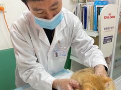-利又安动物医院··老年病·猫科犬科·中兽医