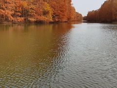 -上海海湾国家森林公园