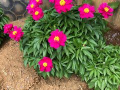 景观位-丽泽山庄·生态怀柔菜·虹鳟鱼(红螺寺店)