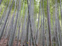 -上海佘山国家森林公园天马山园