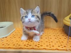 -欣宠猫屋·矮脚拿破仑·蓝金金渐层