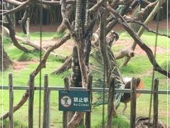 -深圳野生动物园
