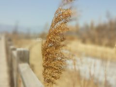 -野鸭湖国家湿地公园