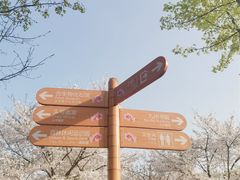-顾村公园
