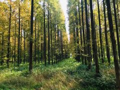 -黄海国家森林公园