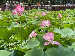 -莲花池公园