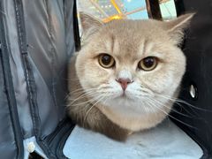 -欣宠猫屋·矮脚拿破仑·蓝金金渐层