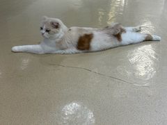 -藏猫猫咖啡主题馆(中央大道店)