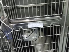 -汪喵宠物医院·骨科心脏影像·犬猫急重症ICU诊疗中心(成华分院)