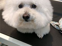 -PETKIT 小佩宠物·低压洗护·美容·寄养(安远店)