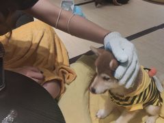 -逗柴咖啡屋·狗咖猫咖宠物桌游