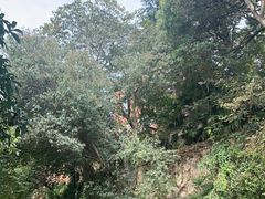 -上海佘山国家森林公园西佘山园