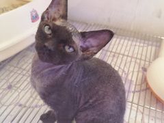 -翊宠yipet猫狗购宠庄园犬舍•猫舍