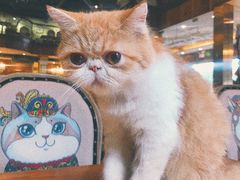 -more than meow吴止猫主题餐厅(承德 中船汇店)