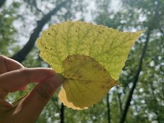 -合肥滨湖国家森林公园