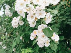 -北京大学燕东园