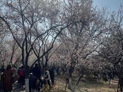 -桃花堤公园