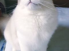 -Bastet sally猫舍购宠(静安店)