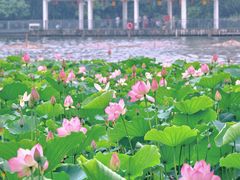 -荔湾湖公园