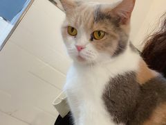 -猫房·猫吧·猫咖(龙湖时代汇店)