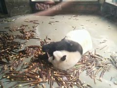 导游图-成都大熊猫繁育研究基地