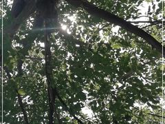 -御林古桑园