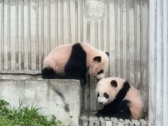 -卧龙中华大熊猫苑神树坪基地