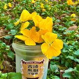 古茗嫩仙草回归 yyds