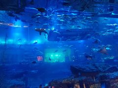 -迪拜水族馆及水下动物园