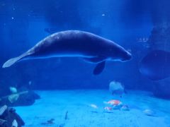 -烟台海昌鲸鲨海洋公园