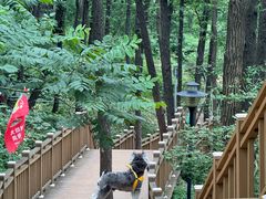 -鲁山国家森林公园