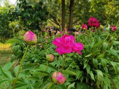 -广西壮族自治区药用植物园