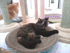 -喵园·猫主题咖啡厅·撸猫·猫咖(国贸店)